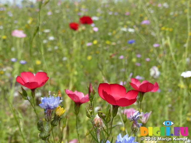 FZ030484 Wild flowers in Barry